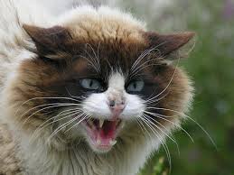 Angry Cat