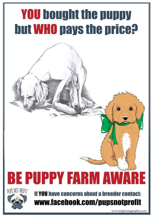 15192741_10154864983618825_1632337646808421575_n