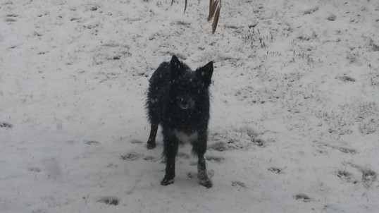Snow Dog on Thursday morning